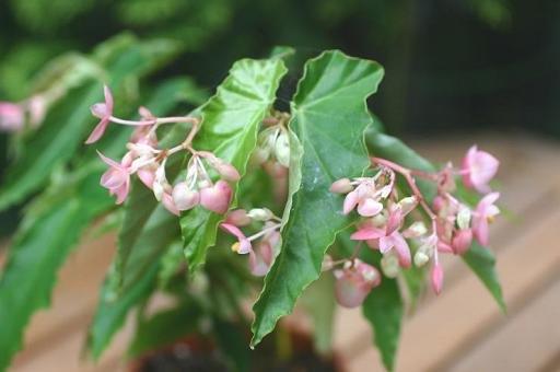 B. ‘Hanagasumi’